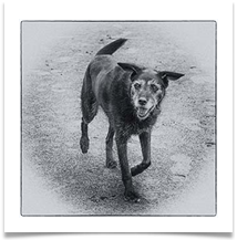 13 Dog walking - Rob Shaw